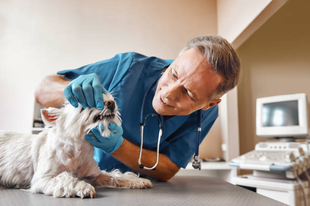 Best Emergency Dental Services for Seniors in La Puebla, NM